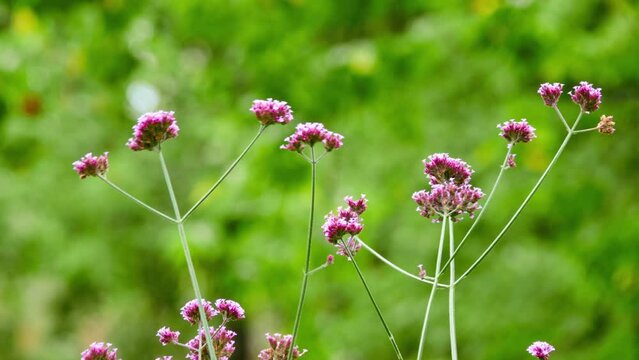 Verbena bonariensis, purpletop, clustertop, Argentinian, tall or pretty verbena, is member of verbena family cultivated as flowering annual or herbaceous perennial plant.