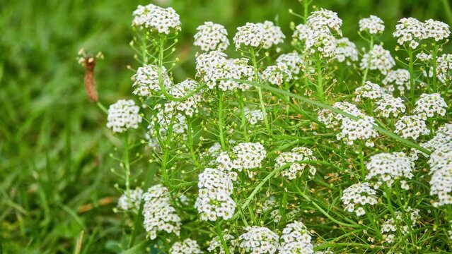 Lobularia maritima (Alyssum maritimum) is low-growing flowering plant in family Brassicaceae. It is sweet alyssum or sweet alison, also commonly referred to as just alyssum.