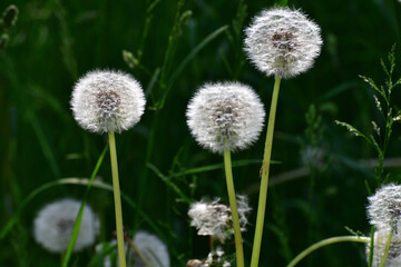 Beautiful white dandelions with seeds in the meadow