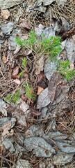 A little Christmas tree in the woods. A sprout of spruce. Seedlings. Top view.