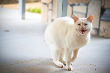 Blizzard Brawl: The White Cat's Angry Standoff