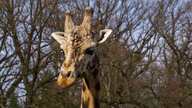 Close up view of a giraffe's head looking around on a sunny day.
