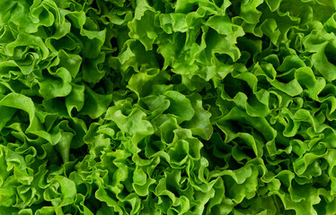 fresh salad lettuce background.Healthy food background green lettuce leaves.