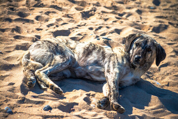 Coastal Canine Comfort: A Dog's Day at the Beach