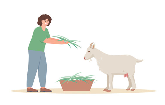 Farmer woman feeding goat. Female character taking care of cattle farm animals. Goats Farming concept. Vector illustration isolated on white background.