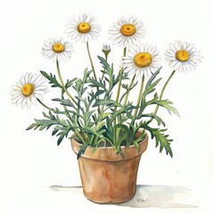 Fototapeta premium A beautiful illustration of daisies with detailed petals and leaves in a classic terracotta pot on an off-white background