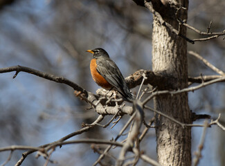 Robin on Branch
