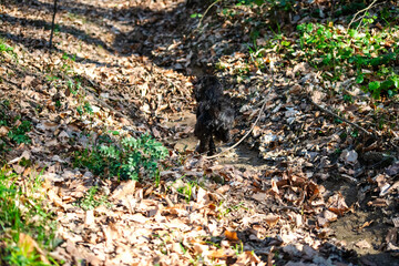 Forest Frenzy: Maltipoo's Joyful Run