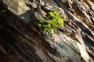 Microscopic Marvel: Little Moss on the Tree Trunk