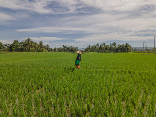 Naklejka na ściany i meble Woman walking in a vast green rice fields