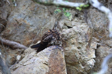 The lyre-tailed nightjar (Uropsalis lyra) is a species of nightjar in the family Caprimulgidae. This female photo was taken in Ecuador.
