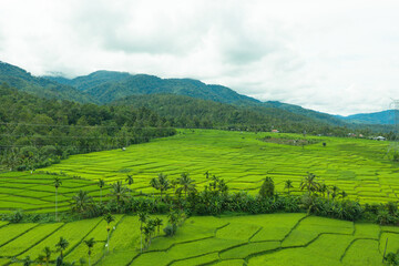 Aerial view of vast and beautiful rice fields in Indonesia