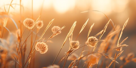 Grass flower in the meadow at sunset. Nature background.