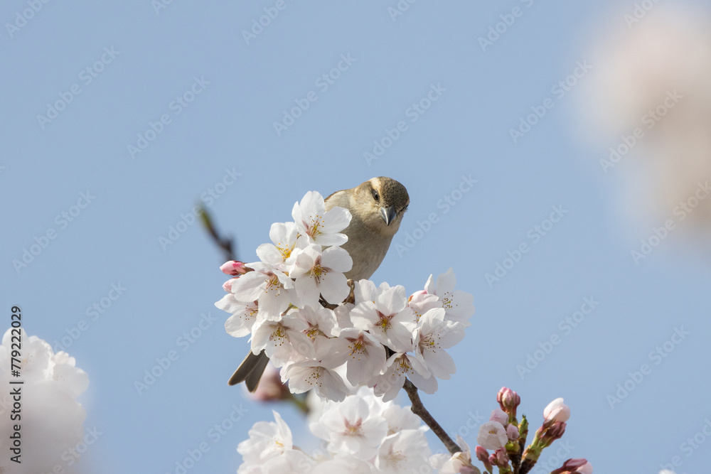 Wall mural 桜の木にとまるとニュウナイスズメ