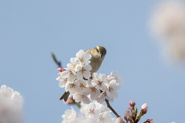 桜の木にとまるとニュウナイスズメ