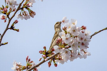 桜の木にとまるとニュウナイスズメ