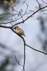 cedar waxwing sitting on a branch