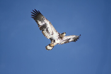 close up of juvenile bald eagle flying