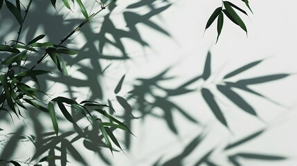 Bamboo isolated on a white background