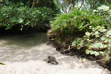 Tropische Vegetation an Karsthöhle mit Felsen und Strand am Strand in Cahuita in Costa Rica