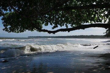 Baumkrone am Strand mit Meer und Wellen im Nationalpark Cahuita in Costa Rica - obrazy, fototapety, plakaty