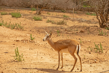 Goitered gazelle, a small, common gazelle is grazing in the desert. Animals wildlife. Travel in nature reserves. Gazella subgutturosa