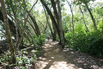 Tropischer Regenwald im Nationalpark Cahuita in Costa Rica