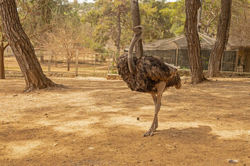 African Ostrich or Common ostrich (Struthio camelus) head and neck front portrait in the Safari park