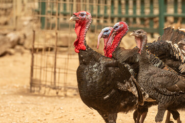 Beautiful colourful turkeys during the outdoor mating season.