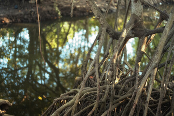 Mangrove forests are ecosystems that contain a variety of plants and animals, a source of energy, a source of food, and a habitat and refuge for many species of animals. Ban Laemchabang community mang