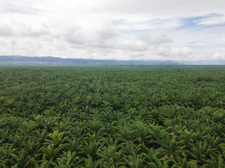 Aerial view of vast oil palm fields in Indonesia