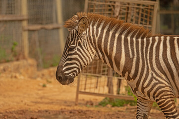 Close-up of a zebra at the zoo.