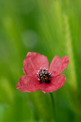 Detail of sad or mestizo poppy (Papaver hybridum) in a meadow in Andalusia in spring