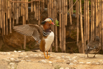 Mandarin duck on the stones by the water, wings open.