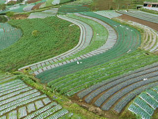 Aerial view of fertile and neat agricultural land