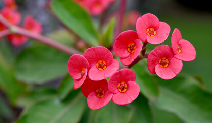 Euphorbia Milii or Crown of thorns,Christ plant red flowers close up.It is a flowering plants...