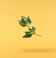 Fresh green thyme herb falling in the air isolates on yellow background