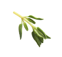 Obraz premium Fresh green thyme herb falling in the air isolates on white background