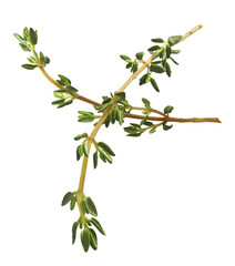 Fresh green thyme herb falling in the air isolates on white background