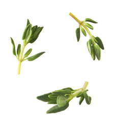Fresh green thyme herb falling in the air isolates on white background