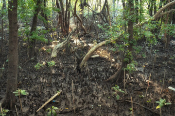 Mangrove forests are ecosystems that contain a variety of plants and animals, a source of energy, a...