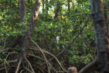 Mangrove forests are ecosystems that contain a variety of plants and animals, a source of energy, a...