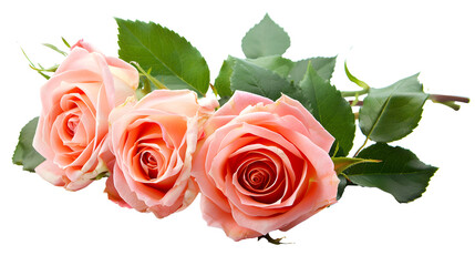 Beautiful roses flowers isolated on white background