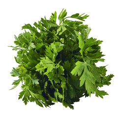 Fresh green Parsley herb falling in the air isolates on white background