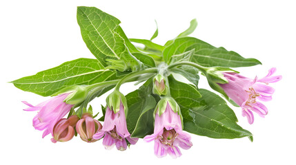 comfrey herb - Symphytum officinale, on transparent background. - obrazy, fototapety, plakaty
