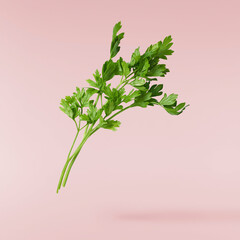 Fresh green Parsley herb falling in the air isolates on pink background
