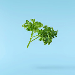 Fresh green Parsley herb falling in the air isolates on blue background