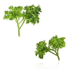 Fresh green Parsley herb falling in the air isolates on white background