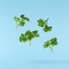 Fresh green Parsley herb falling in the air isolates on blue background
