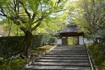 新緑の安楽寺　参道の石段と山門　京都市左京区鹿ケ谷